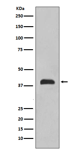 [Genscript] Nkx 2.1 Antibody, mAb, Rabbit