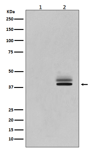 [Genscript] p-ERK1 (T202/Y204)/ERK2 (T185/Y187) Antibody, mAb, Rabbit