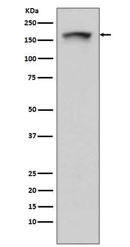 [Genscript] PELP1 Antibody, mAb, Rabbit