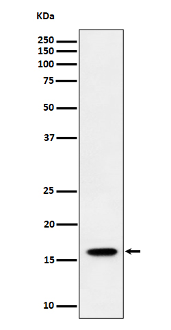 [Genscript] Elongin B Antibody, mAb, Rabbit