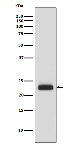 [Genscript] CRADD Antibody, mAb, Rabbit