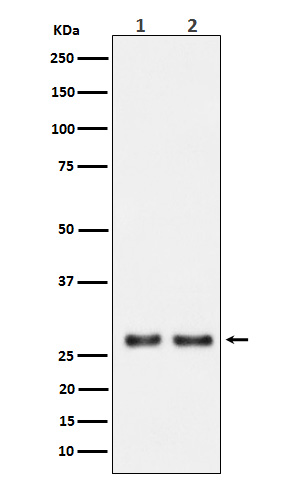[Genscript] Uridine phosphorylase 1 Antibody, mAb, Rabbit