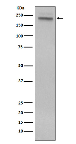[Genscript] CD45 Antibody, mAb, Rabbit