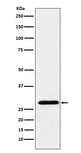 [Genscript] RGS18 Antibody, mAb, Rabbit