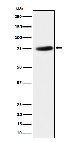 [Genscript] PPM1G Antibody, mAb, Rabbit