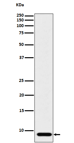 [Genscript] ATP5MC1 Antibody, mAb, Rabbit