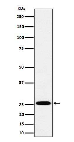 [Genscript] Indolamine N methyltransferase Antibody, mAb, Rabbit