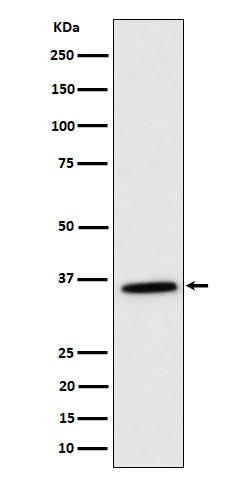 [Genscript] MDH2 Antibody, mAb, Rabbit