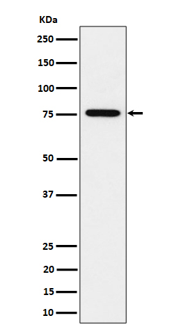 [Genscript] BRAT1 Antibody, mAb, Rabbit