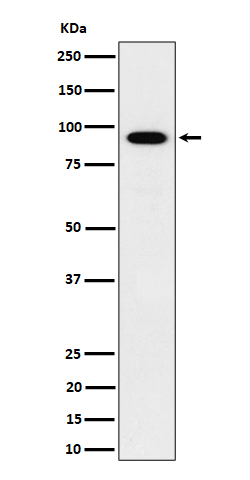 [Genscript] IFT88 Antibody, mAb, Rabbit