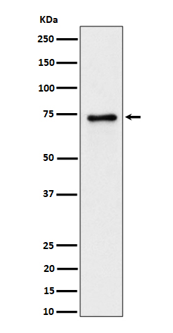 [Genscript] PTPRR Antibody, mAb, Rabbit