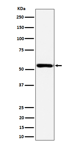 [Genscript] EOGT Antibody, mAb, Rabbit