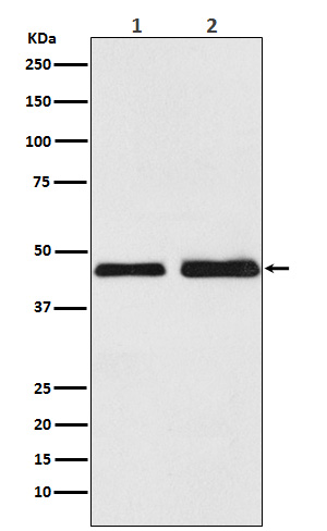 [Genscript] Oxytocin receptor Antibody, mAb, Rabbit