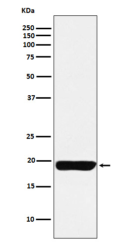 [Genscript] Myosin light chain 9 Antibody, mAb, Rabbit