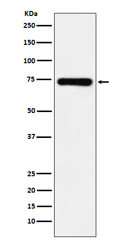 [Genscript] SAMHD1 Antibody, mAb, Rabbit