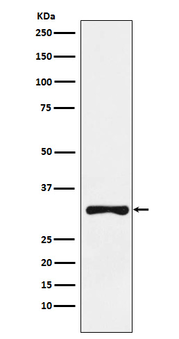 [Genscript] RYBP Antibody, mAb, Rabbit