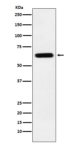 [Genscript] DRP 5 Antibody, mAb, Rabbit