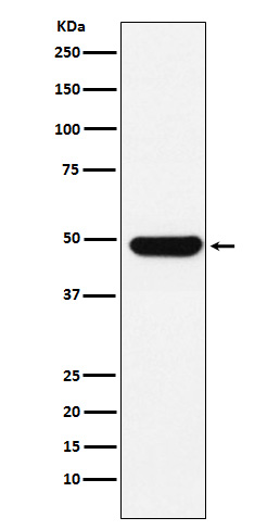 [Genscript] DDX39B Antibody, mAb, Rabbit