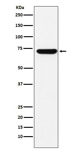 [Genscript] ZBTB7A Antibody, mAb, Rabbit