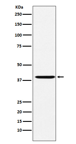 [Genscript] CAPG Antibody, mAb, Rabbit
