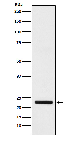 [Genscript] HB EGF Antibody, mAb, Rabbit