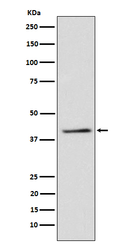 [Genscript] TRIB3 Antibody, mAb, Rabbit
