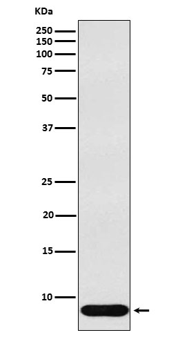 [Genscript] beta Defensin 1 Antibody, mAb, Rabbit
