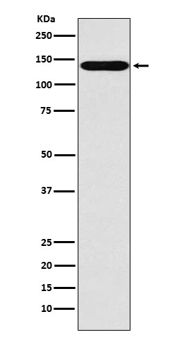 [Genscript] SLC9A1 Antibody, mAb, Rabbit