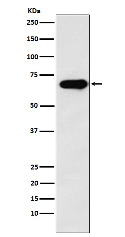 [Genscript] KHDRBS1 Antibody, mAb, Rabbit