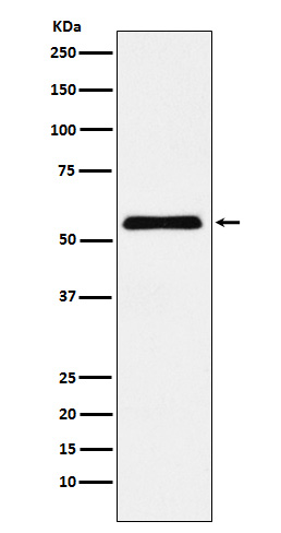 [Genscript] CBX2 Antibody, mAb, Rabbit
