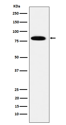 [Genscript] MCM7 Antibody, mAb, Rabbit