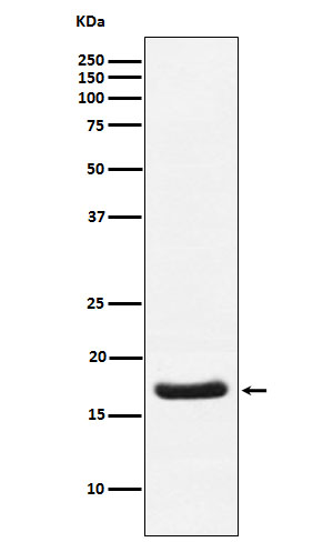 [Genscript] TNNC1 Antibody, mAb, Rabbit
