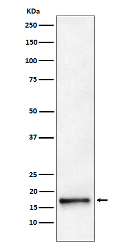 [Gesncript] AP2S1 Antibody, mAb, Rabbit