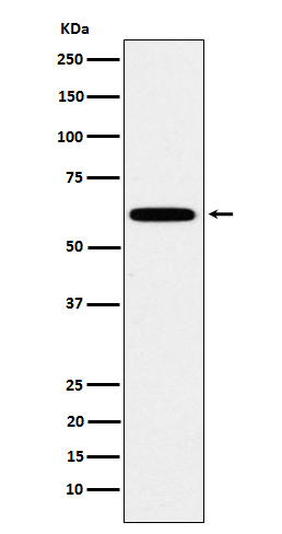 [Genscript] Hsf2 Antibody, mAb, Rabbit