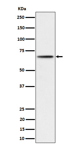 [Genscript] p-p70 S6 kinase beta 2 (S370) Antibody, mAb, Rabbit