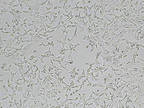 [Accegen] FAP HT-1080 Cell Line