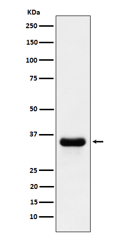 [Genscript] PSMD14 Antibody, mAb, Rabbit