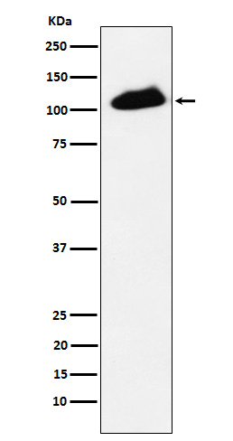 [Genscript] p-TIF1 beta (S824) Antibody, mAb, Rabbit