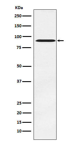 [Genscript] ATR interacting protein Antibody, mAb, Rabbit