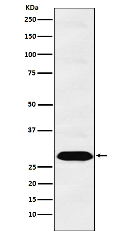 [Genscript] PSMA1 Antibody, mAb, Rabbit