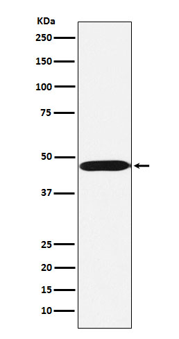 [Genscript] ACTL6A Antibody, mAb, Rabbit