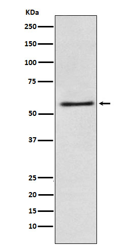 [Genscript] Transportin 3 Antibody, mAb, Rabbit