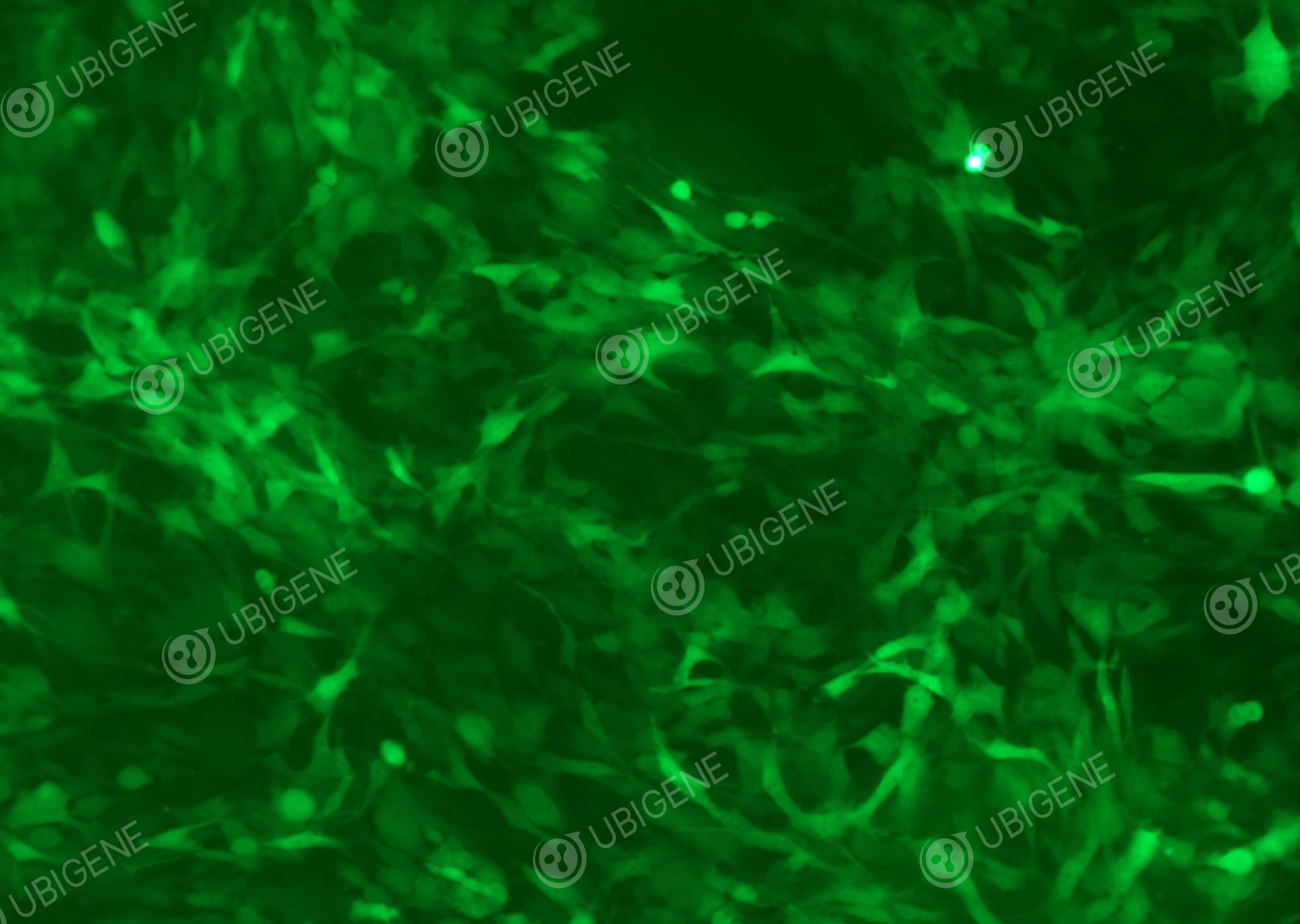 [Ubigene] Mouse Cochlear Hair Cell Line (HEI-OC1)