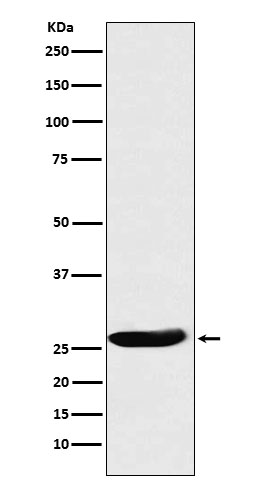 [Genscript] CLPP Antibody, mAb, Rabbit