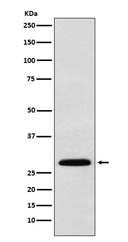 [Genscript] FGF7 Antibody, mAb, Rabbit