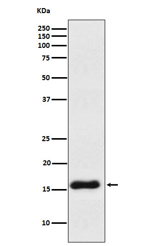 [Genscript] VAMP1 Antibody, mAb, Rabbit