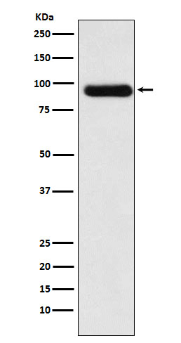 [Genscript] ACVR2A Antibody, mAb, Rabbit