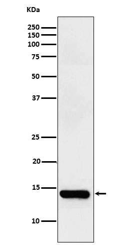 [Genscript] Fatty acid binding protein 2 Antibody, mAb, Rabbit