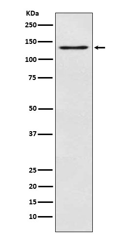 [Genscript] OGA Antibody, mAb, Rabbit