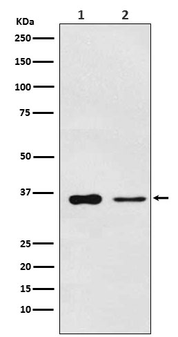 [Genscript] PDLIM1 Antibody, mAb, Rabbit